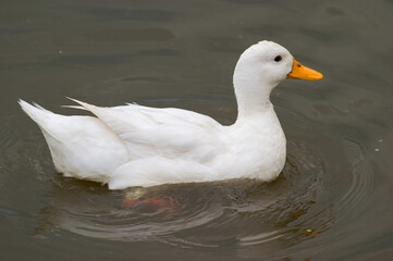 White duck