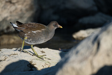 Moorhen foraging on the lake shore