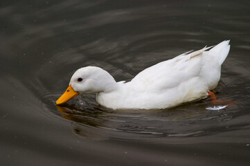 Whit duck