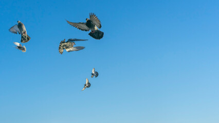 Naklejka na ściany i meble Birds flying in the blue sky in town. Many flying pigeons on winter sky background. Space for text. Image for design.
