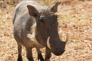 Fototapeta premium Warthog