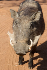 Warthog