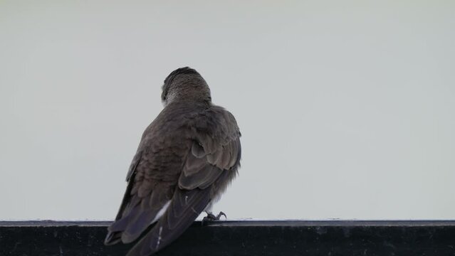 Brown-chested martin, progne tapera perched on a metal handrail against a blank white background, chirping, chattering and looking around its surrounding.