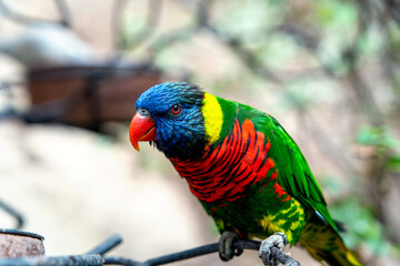  coconut lorikeet or green-naped lorikeet parrot portrait