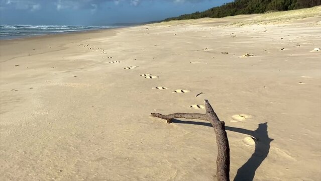 Slow easy crane shot of driftwood on an Australian beach, with distinctive kangaroo tracks in the sand, stretching off into the distance, where white skudding clouds hang over the horizon