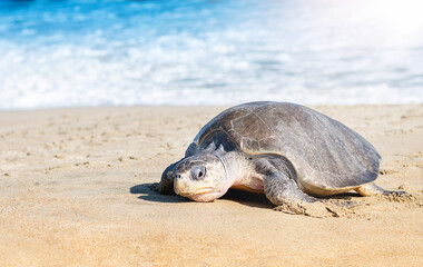  Turtle nesting on beach. Wildlife protection conservation. Mexico, Ocean