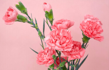 Bouquet of pink bush carnations on a pink background - 487564766