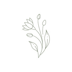 Monochrome line art may lily with bud, stem and leaves elegant wall print design logo vector