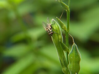 Flies perched on green leaf branches