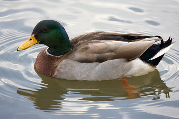 duck in the water