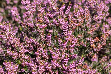 Fototapeta premium Heather blooming close-up. This shrub is a good honey plant and decorative