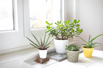 Group of various house plants indoor. Set of potted plants in room by the window. Cacti and  succulent arrangement, modern style, bright interior, trendy mood, home decor.