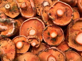 Saffron milk cap or red pine mushrooms