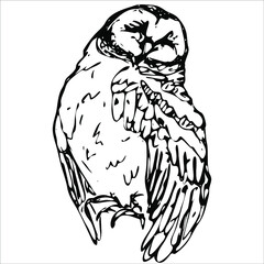 Owl. Hand drawn illustration.