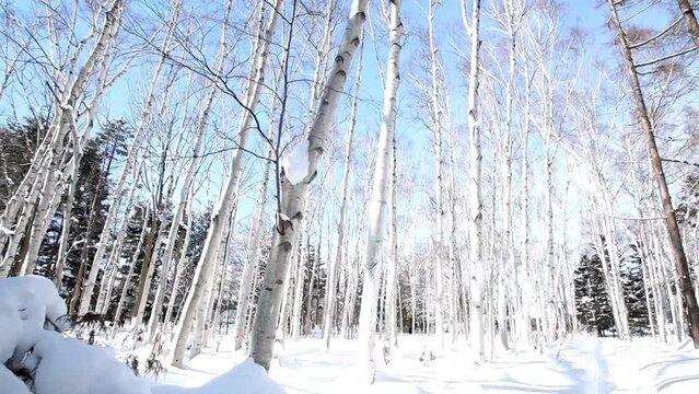 snow winter beautiful scenery 