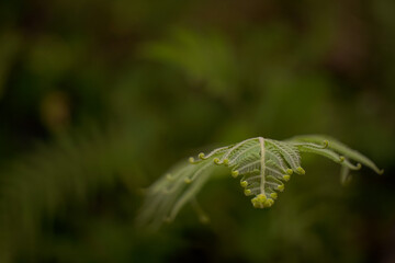 unique insects with blur & bokeh background
beautiful butterfly and dragonfly on blur background