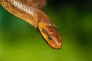 Aesculapian Snake, Zamenis longissimus, The San River Valley, Bieszczady, Poland.