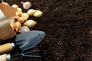 Garden tools and onion seeds on the ground. Copy space. Horticulture and gardening concept