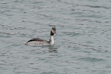great crested grebe in the sea