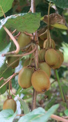 Close up from a beautiful kiwi tree in harvest time, ready to pick the brown and hairy fruits from the bush 