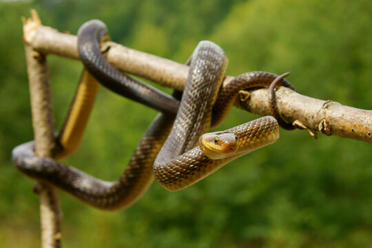 Aesculapian Snake, Zamenis longissimus, The San River Valley, Bieszczady, Poland.