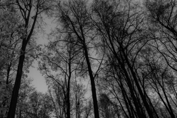 Texture of deciduous forest in autumn without leaves. Trees crowns. Forest background from trees trunks for poster, calendar, post, screensaver, wallpaper, postcard, card, banner, cover, website