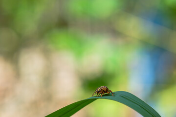 unique insects with blur & bokeh background
beautiful butterfly and dragonfly on blur background