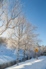 冬の白樺湖から朝日に光る霧氷の木々