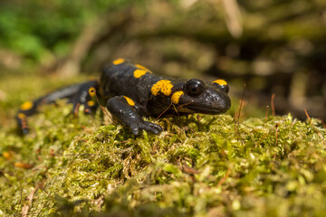 Fire Salamander on the rock, Salamandra salamandra.