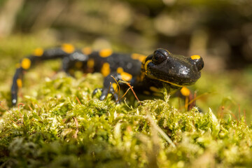 Fire Salamander on the rock, Salamandra salamandra.