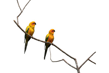 Two yellow bird on a tree branch isolated on white background.