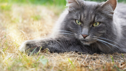 Fluffy gray cat, lies in the sun, on the grass on the street. Close-up of a cat's face.