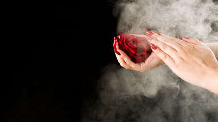 Crop woman with red nails and rose flower. High angle of crop female with tender rose bud in hands with red nail polish in studio with smoke on black background