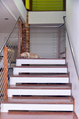 shih tzu lying on the stairs, wooden and masonry staircase, dog sleeping on the stairs, steel...