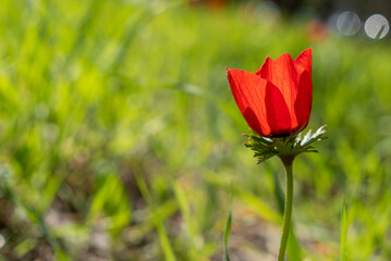Macro shot of red anemone flower at springtime