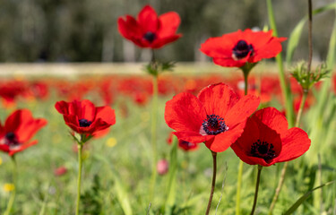Fototapeta na wymiar Blossoming of red anemone flowers at springtime