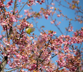 桜とメジロ