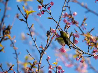 桜とメジロ