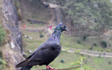 One Pigeon in the rocks of unakoti, tripura