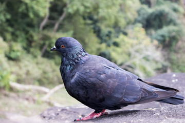 Fototapeta premium One Pigeon in the rocks of unakoti, tripura