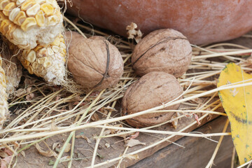coconut on the beach