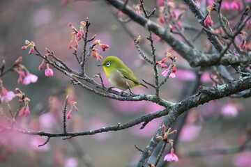 桜とメジロ