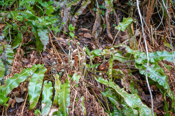 Fototapeta premium Close up of ferns growing in the undergrowth 