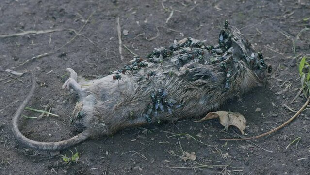 Dead Rat being consumed by flies
