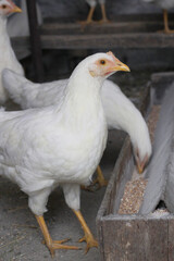 white chicken in a farm