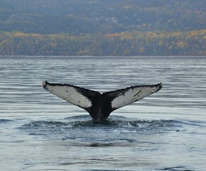 Fototapeta premium Tail whale