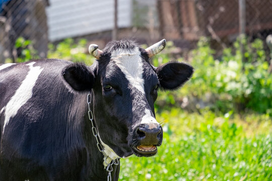 Portrait of a black cow with an open mouth. Looks directly into the camera