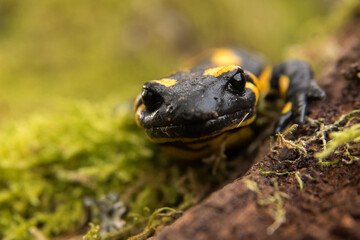 Fire Salamander on the rock, Salamandra salamandra.