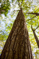 Marvel at the height of nature's wonderful trees.