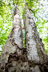 Marvel at the height of nature's wonderful trees.